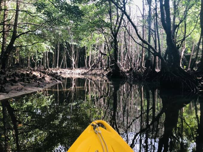 カヤックから見るマングローブの木々