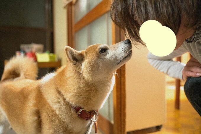 甘える犬