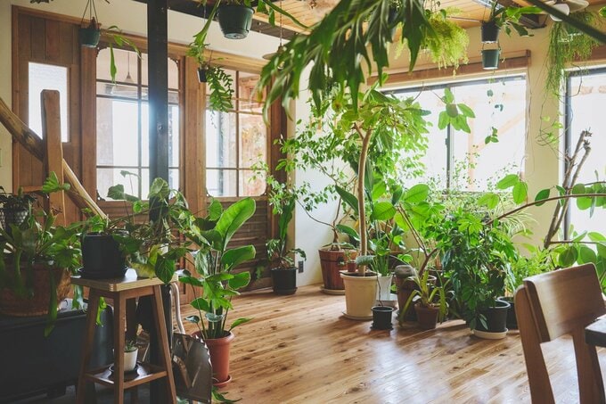 観葉植物が置かれたリビングルーム
