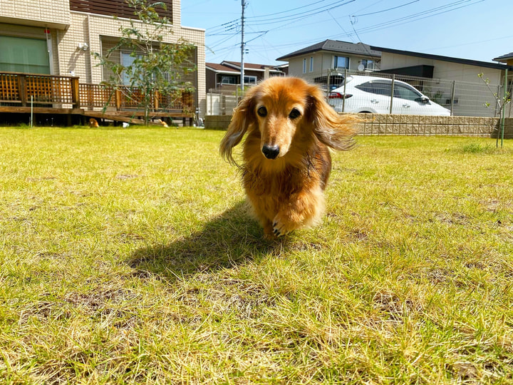 ドッグランが庭にある家に5年住んで 幸せに思ったこと 苦労 とアドバイス Esseonline エッセ オンライン