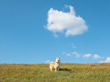 犬とお留守番をしていた2日間。家族の不在に犬はなにを思う？