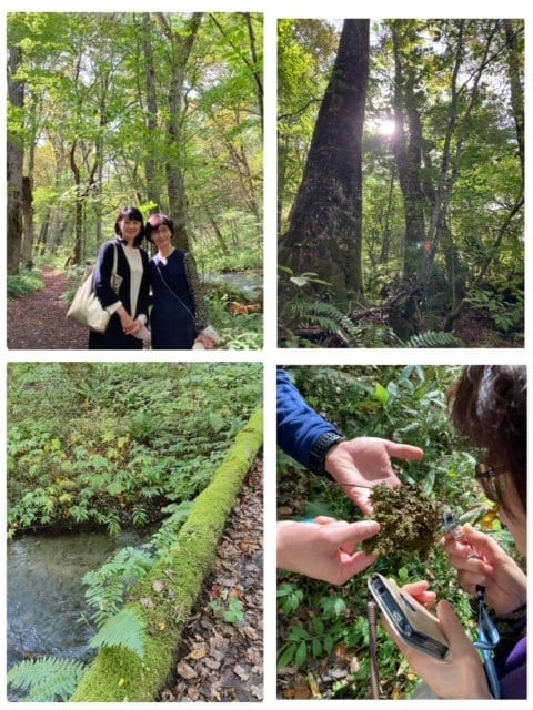 コケに覆われた木