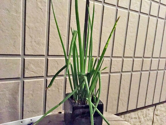 捨ててしまう小ネギの根で再生