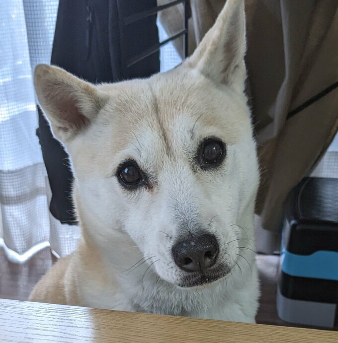 すっきりふうちゃん