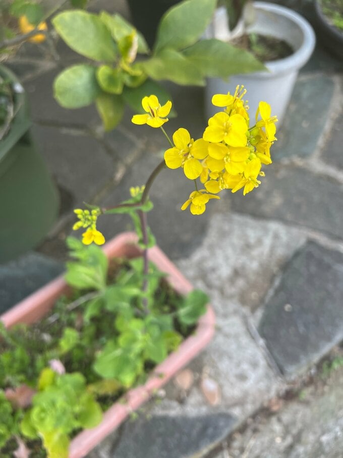 紅菜苔
