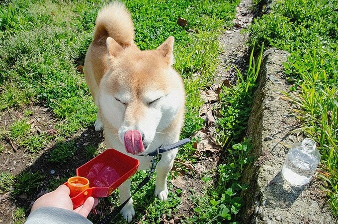 水を飲む犬