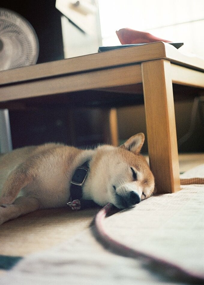 日中寝たり起きたり