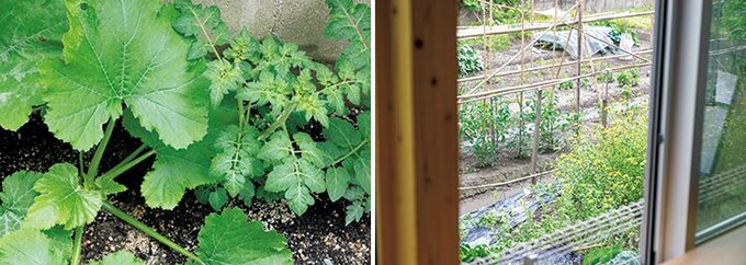 敷地の小さな一角で野菜づくり