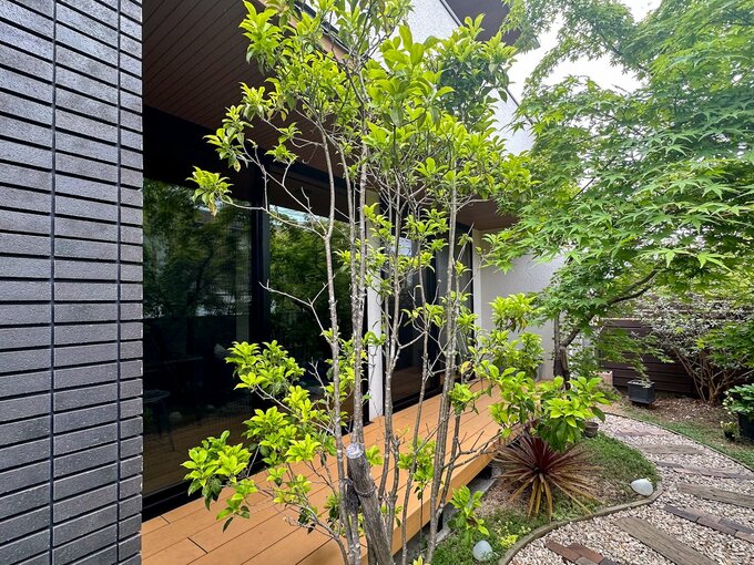 庭からみた武井家