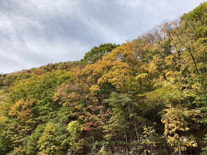 街路樹からの落ち葉が、わが家にびっしり。土地選びで気をつけたいこと