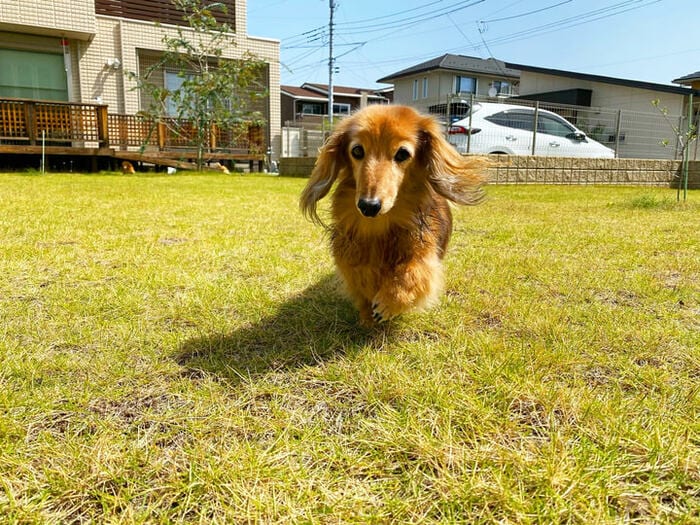 ドッグランが庭にある家に5年住んで。「幸せに思ったこと＆苦労」とアドバイス | ESSEonline（エッセ オンライン）