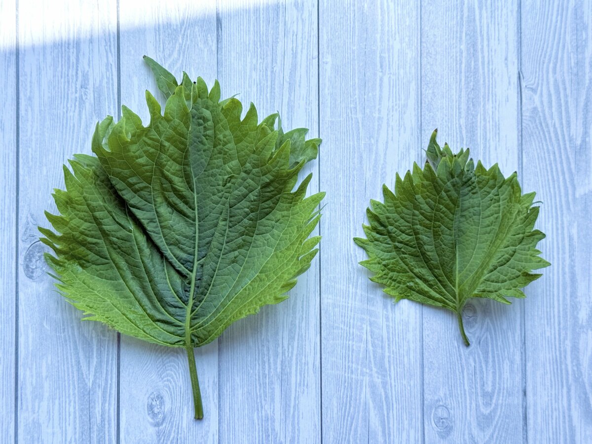 img_9e515c389e95c7cf3a8a7774c9