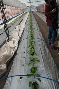 ファーマーズ　あじ～な