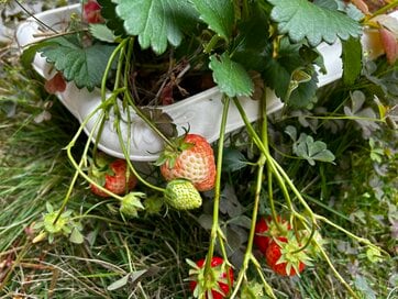 ほったらかしで育つ「プランター栽培」3つ。いつもの料理に活用できて節約にも　