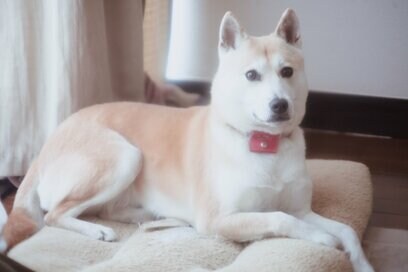 寂しい専業主婦だったイラストレーターが、「保護犬」を家族に迎えたら…