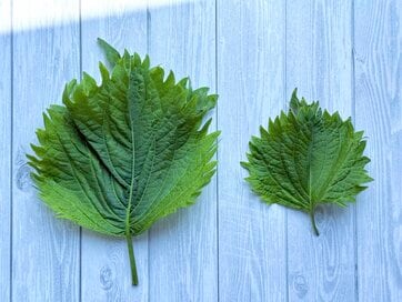 農家の娘が教える「大葉」の正しい選び方＆保存方法。栄養を取るには「みそ」がオススメのワケ