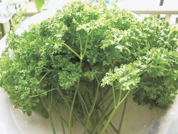 【春のベランダ菜園】料理に欠かせないパセリ、自宅栽培なら新鮮で香りも高い