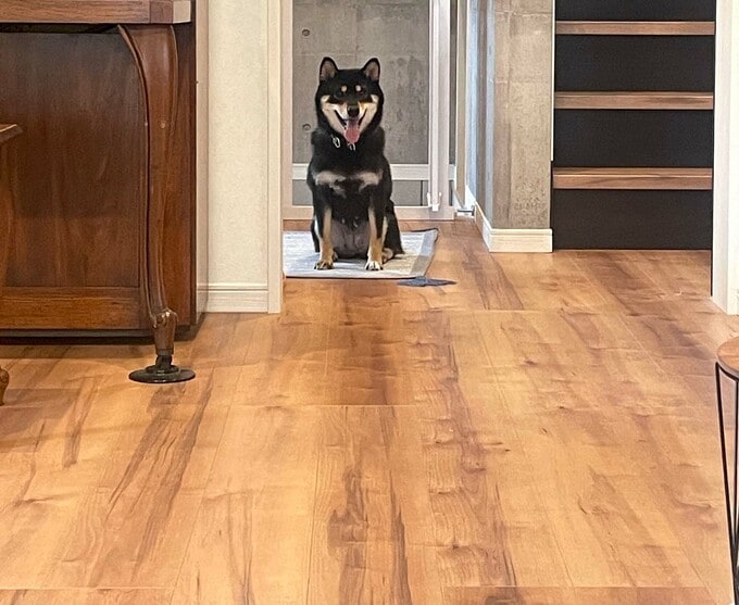 犬の毛も目立たない床