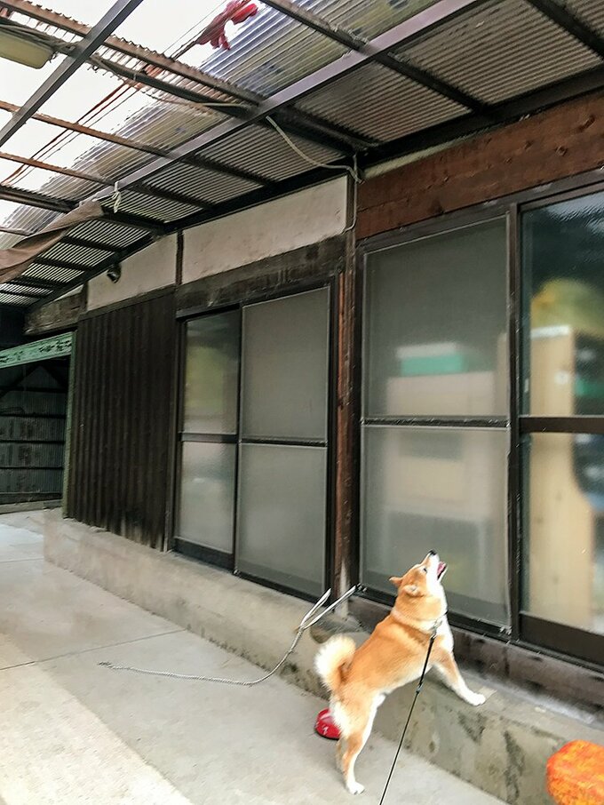 屋根の上のオモチャを見る犬