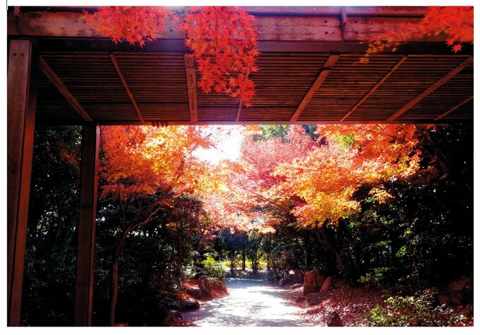 京都の紅葉