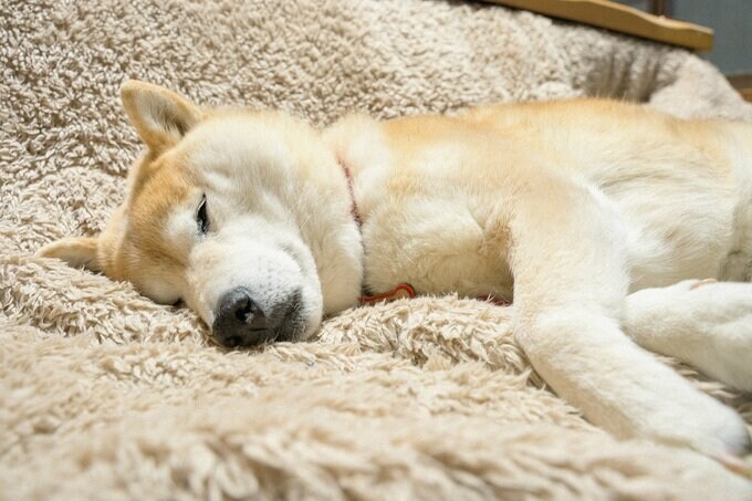 よく寝る犬