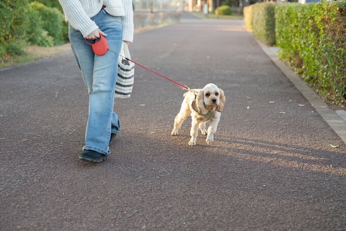 犬の散歩をする女性