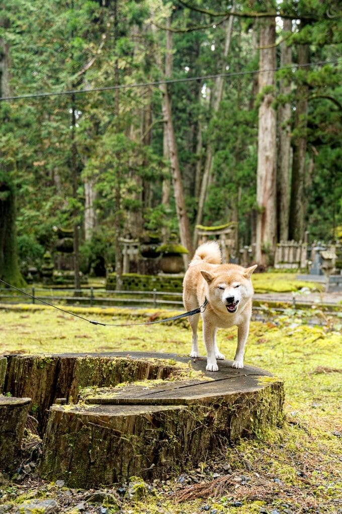 杉の切り株にのぼる犬
