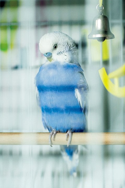 アトリエで飼っているインコ