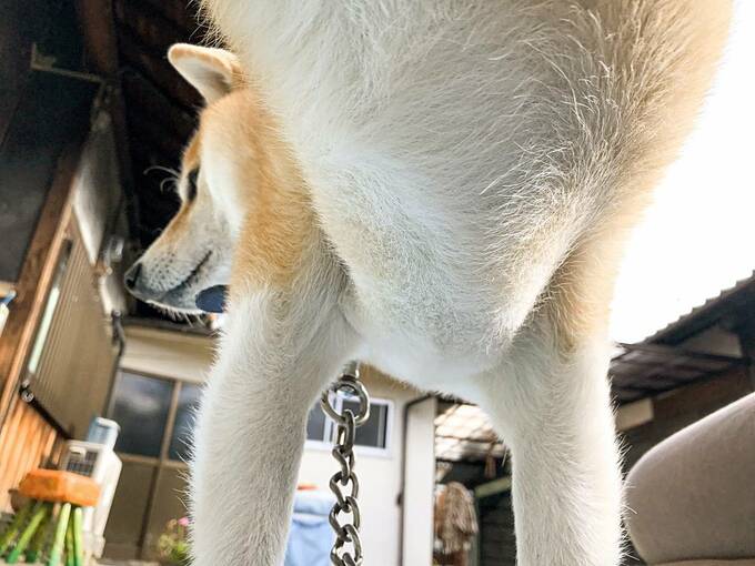 犬の体の下に回り込んだ角度から撮った写真