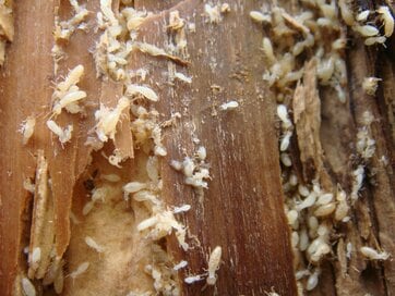 泡の力でシロアリ被害を防ぐ。子どもやペットにも安心な新工法が登場