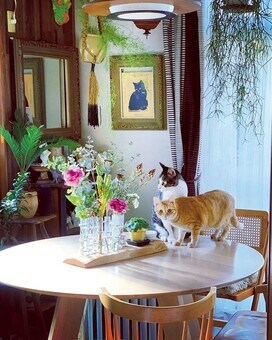 古い一軒家に、趣ある家具と鮮やかな植物、そしてネコ3匹：インスタグラマーの暮らし