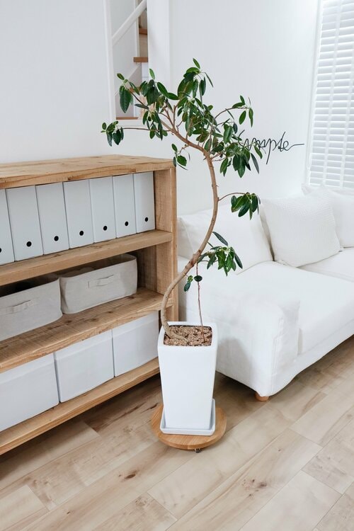 プラントケース