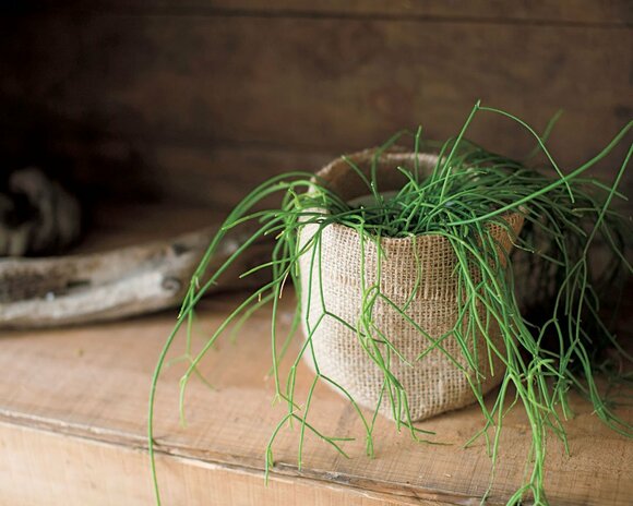 ワイルドなジュート布で鉢カバーを