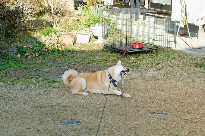 ボロボロにならないうちに回収した