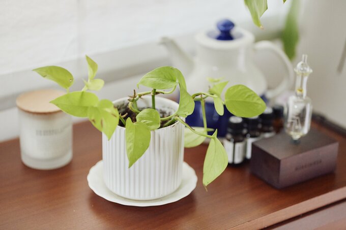 挿し木の観葉植物