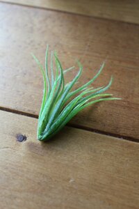 チョキッと切って、ひと房分にしました。