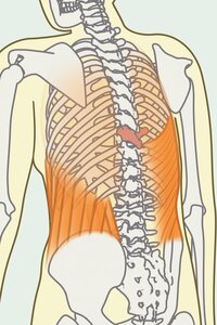 弱った呼吸器に力を与える