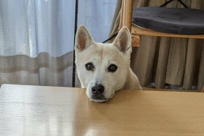 保護犬と暮らして9年。わんこの温かさを感じながら“その日”のこと