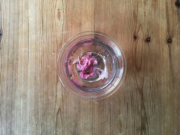 桜の花の塩漬けを、塩抜きします