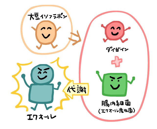 エクオールとはのイラスト