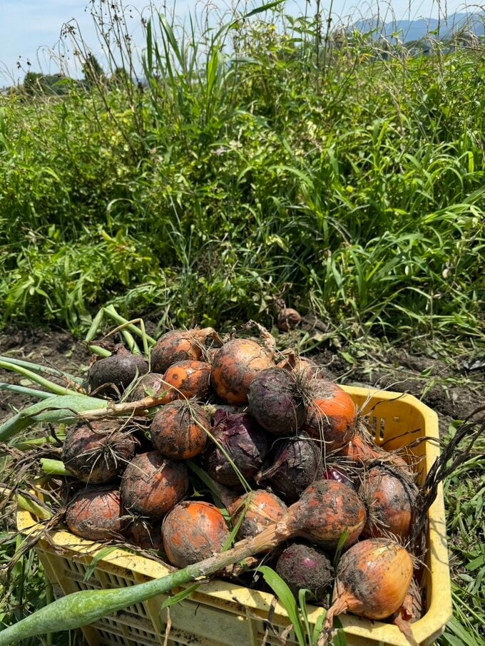 収穫したタマネギ