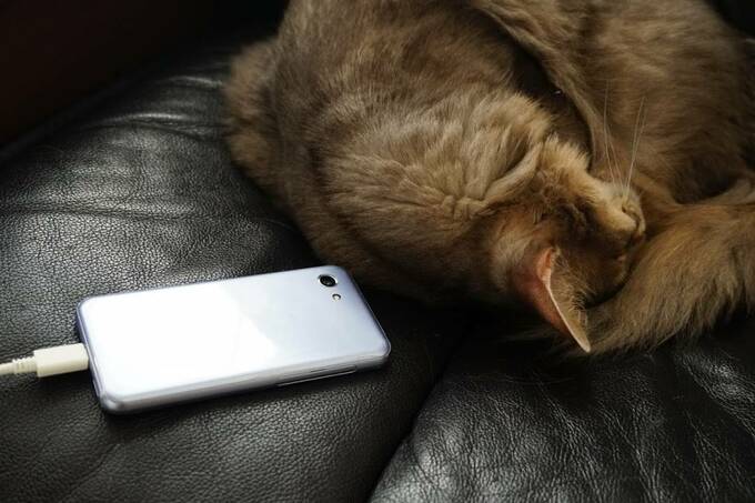 ネコとスマホ