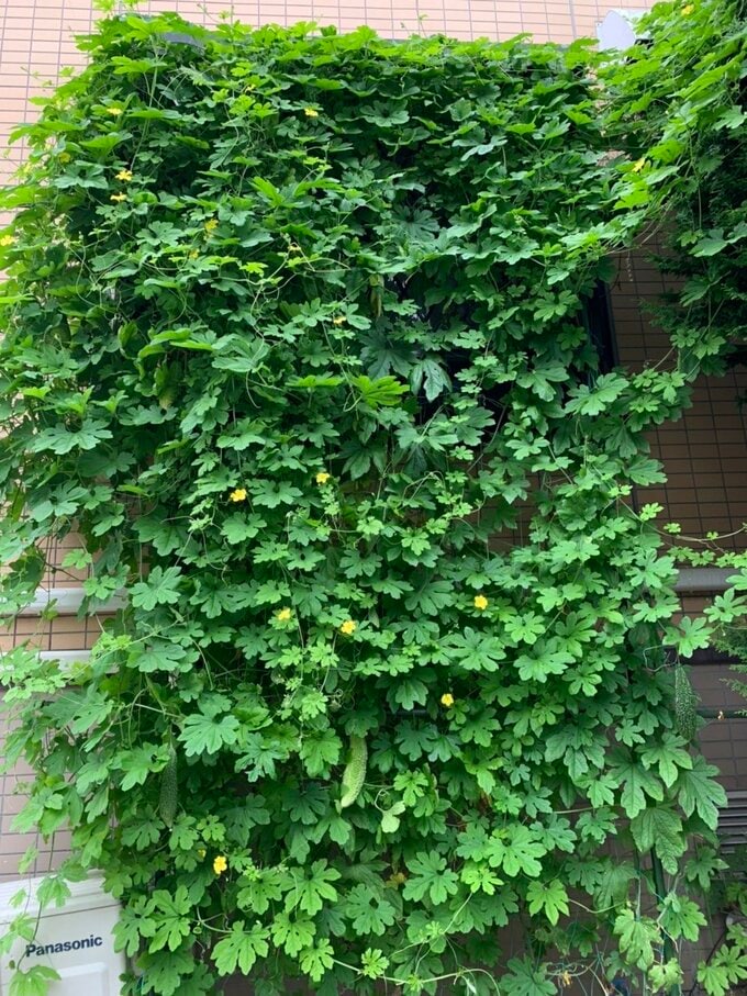 す く す く 成 長 し た ゴ ー ヤ が 、窓 一 面 を 覆 う グ リ ー ン カ ー テ ン に 。そ し て 、た く さんの実をつけてくれるので、我が家 の夏はゴーヤ料理三昧。もう10年以 上続けていますが、チャンプルーはも ちろん、おひたし、天ぷら、肉詰めな どいろいろな料理に使えるから、毎 日食べても飽きません。