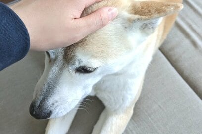 わんこの「なで要求」。誤って蹴ってしまった夫に対し、これ見よがしに…