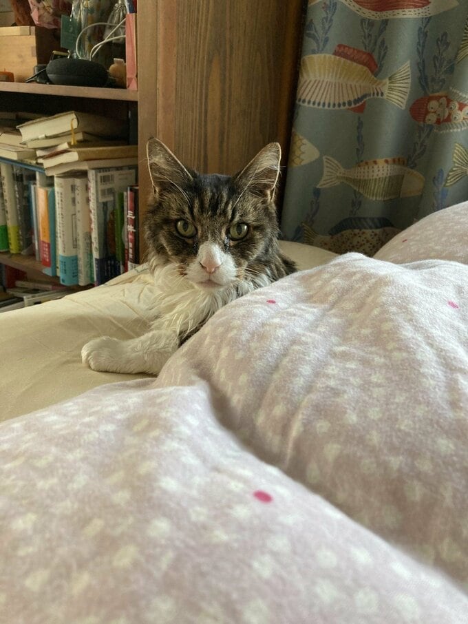 いちばん好きなタルボの写真。私のベッドにて