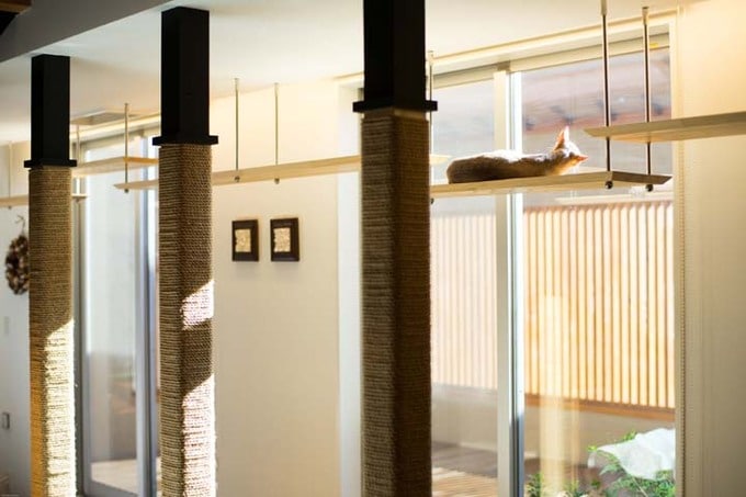 キャットウォーク