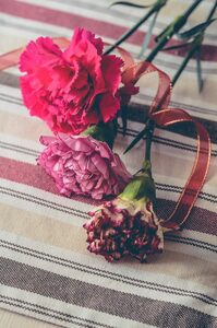 カーネーション