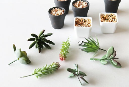 多肉植物をポットから引き抜く