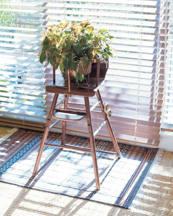 イスの上の植物