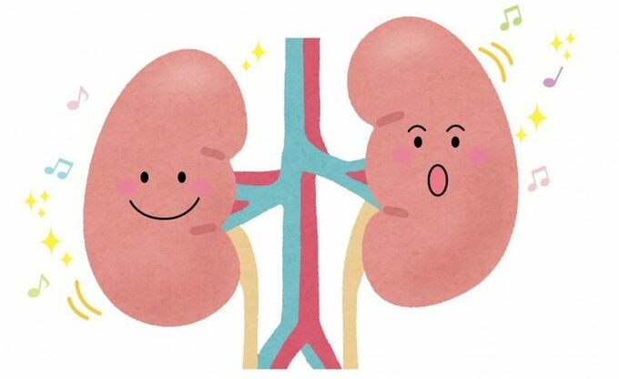 腎臓のイラスト